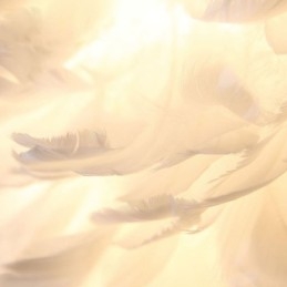 Designer Touch Decorative Pretty Feather Pendant Light Fixture